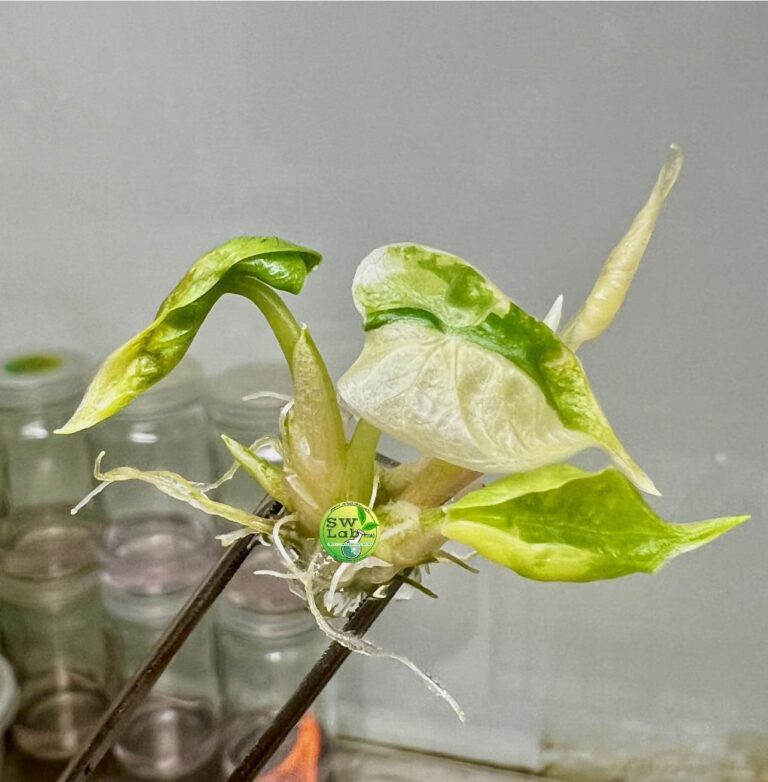 Alocasia watsoniana variegated